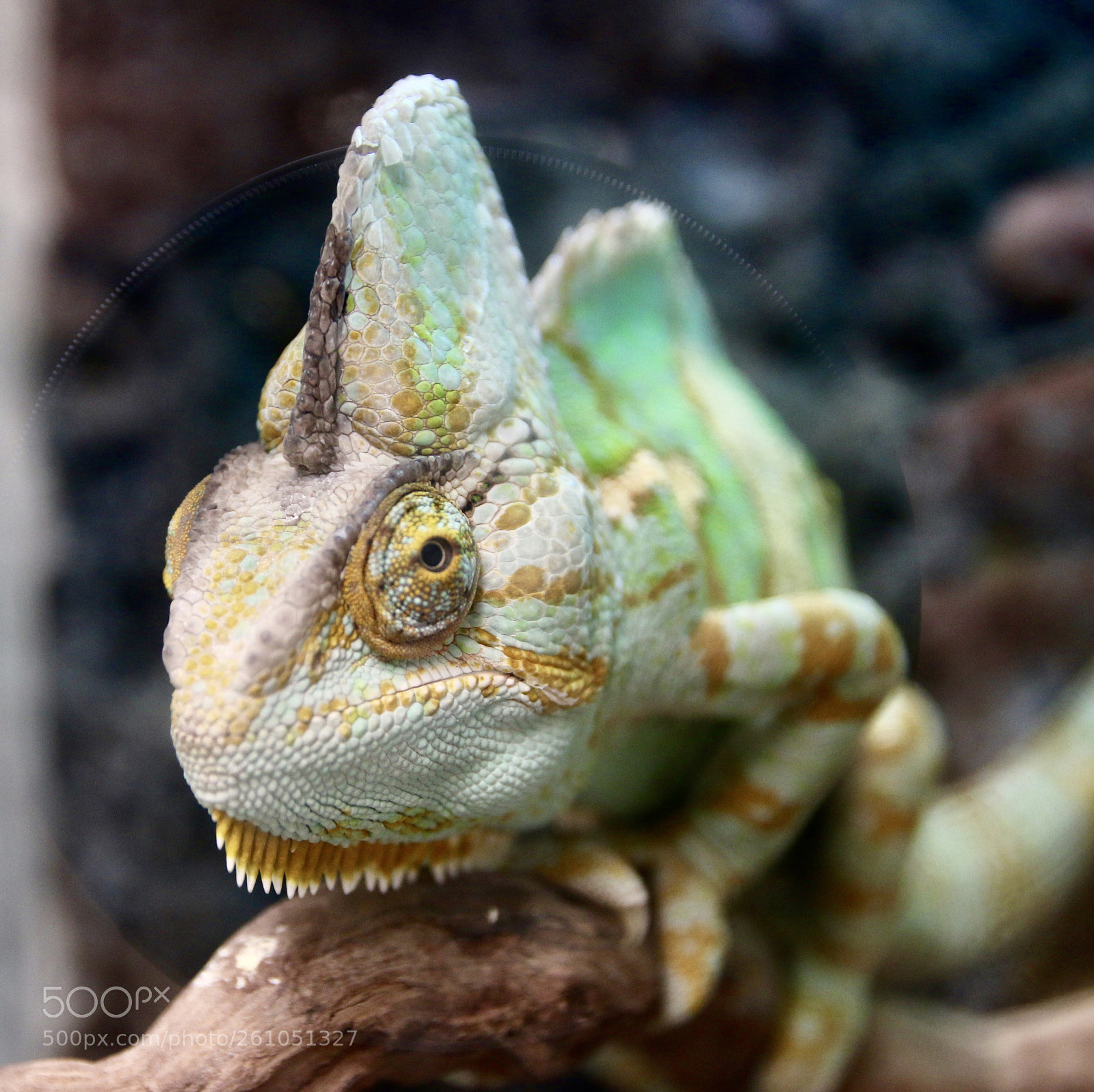 Canon EOS 70D sample photo. Chameleon photography