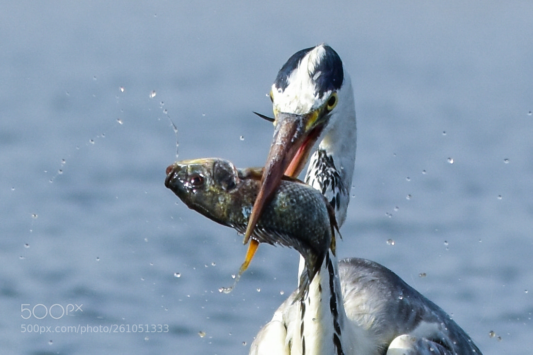 Nikon D7200 sample photo. Heron with a fish photography