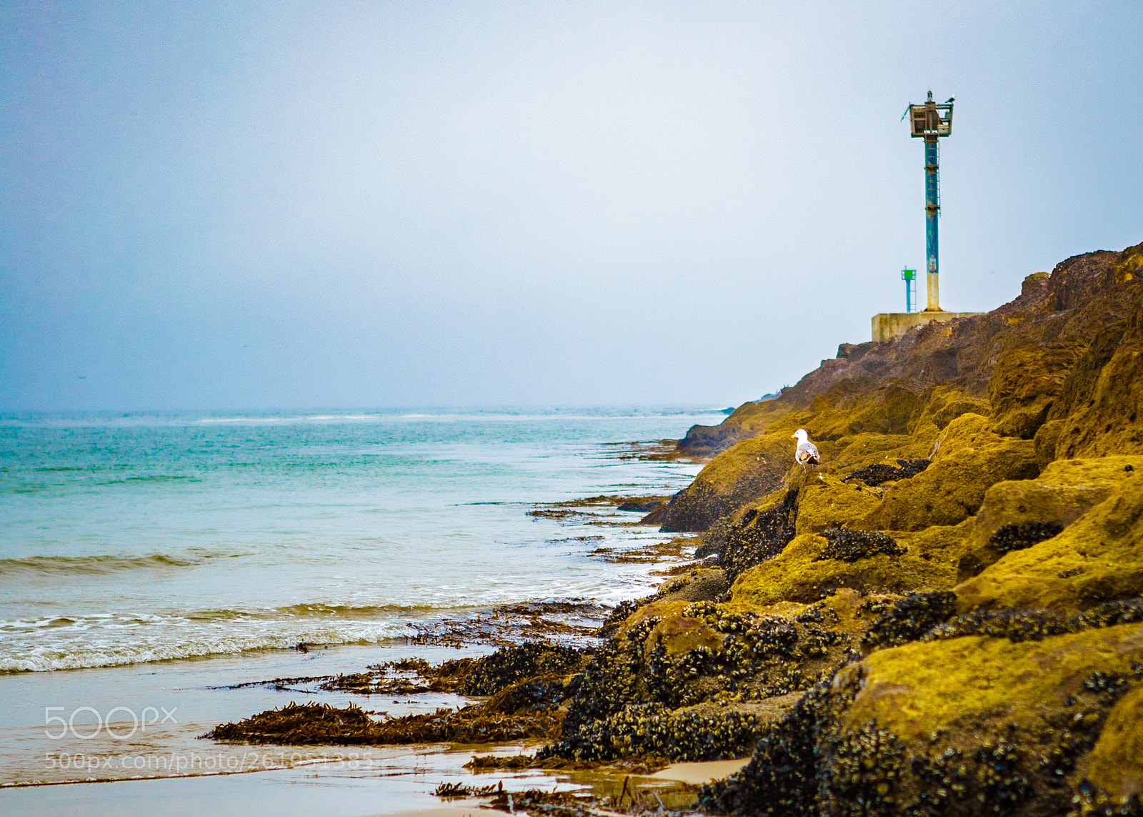 Canon EOS 6D sample photo. Lonely seagull on a photography