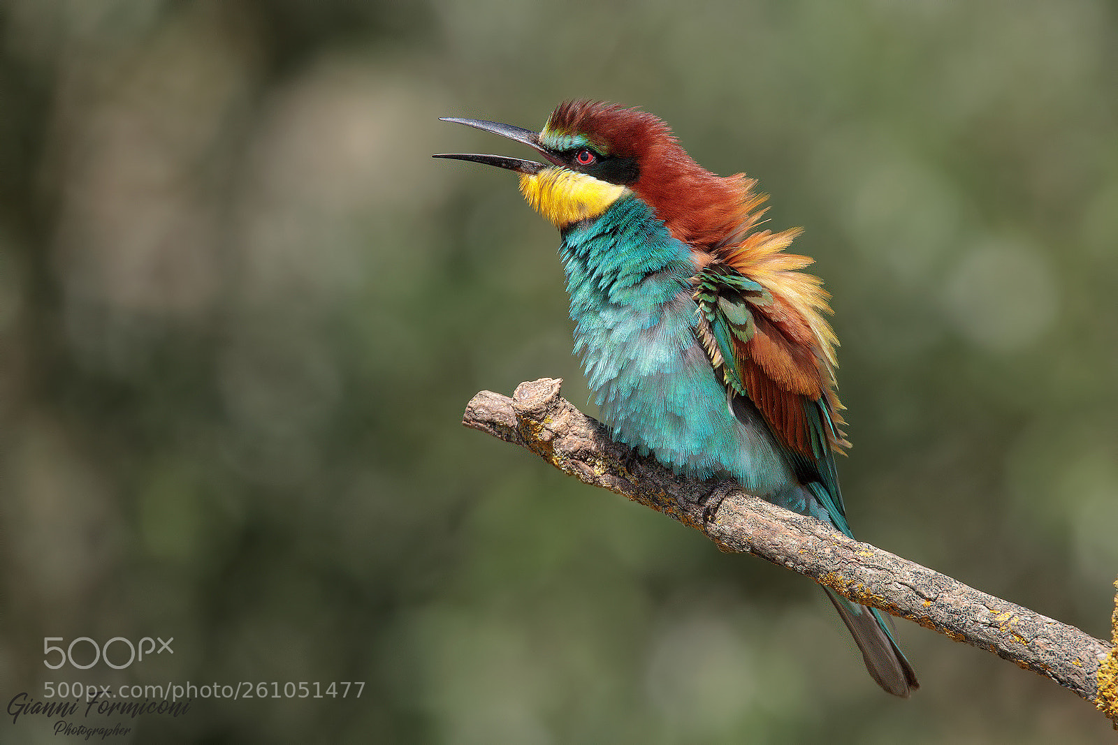 Canon EOS 5D Mark IV sample photo. Bee eater photography