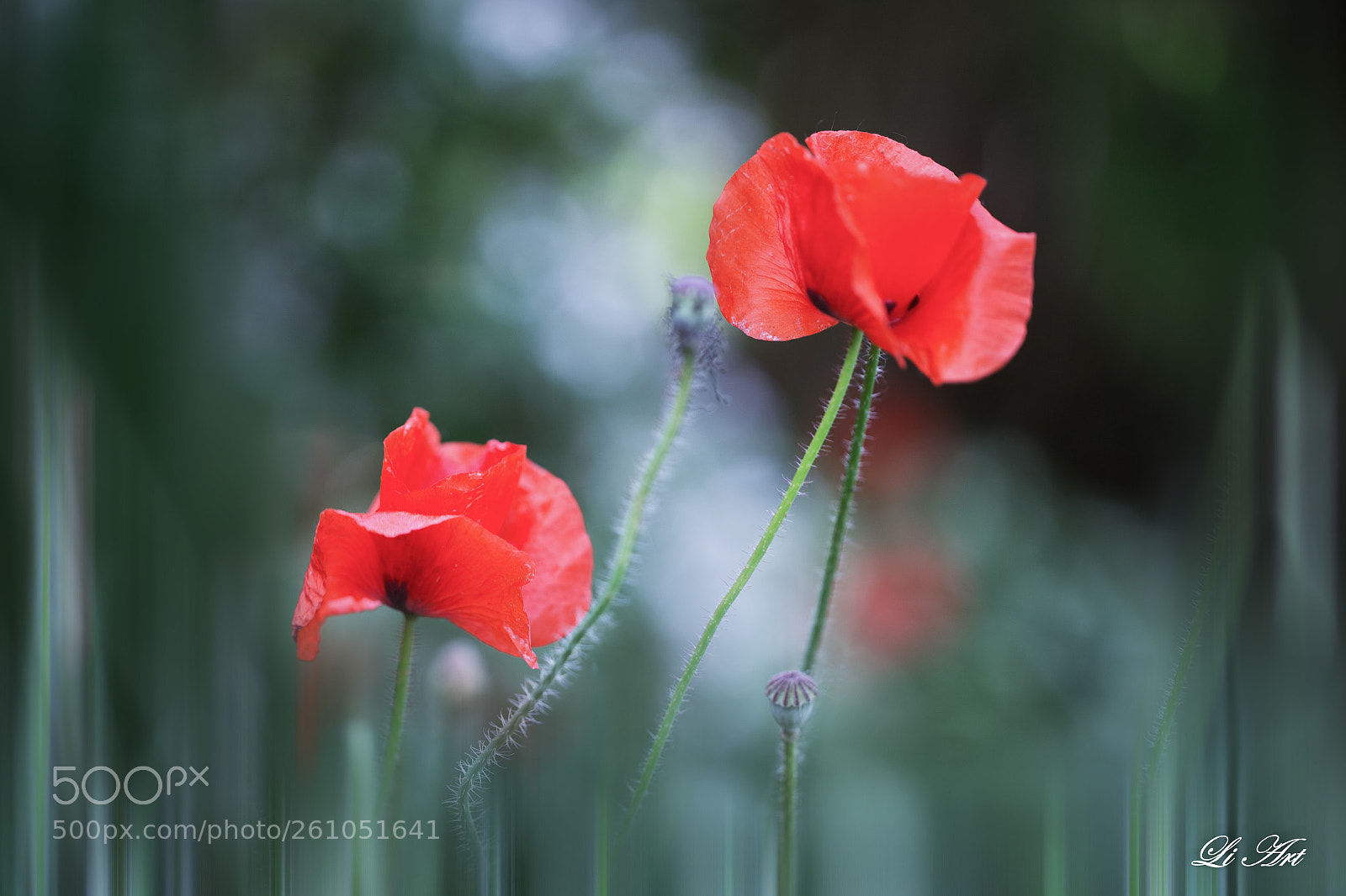 Canon EOS 6D sample photo. 飘逸灵动之美 photography