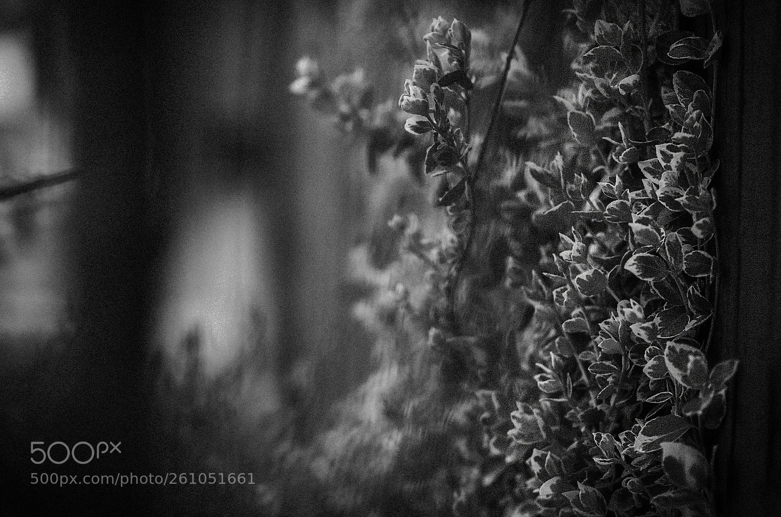 Nikon D5100 sample photo. "secrets that bind" photography