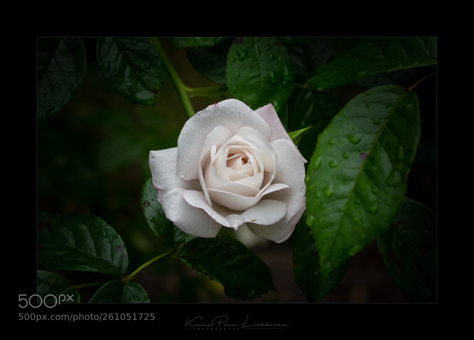 Sony SLT-A77 sample photo. Rose photography