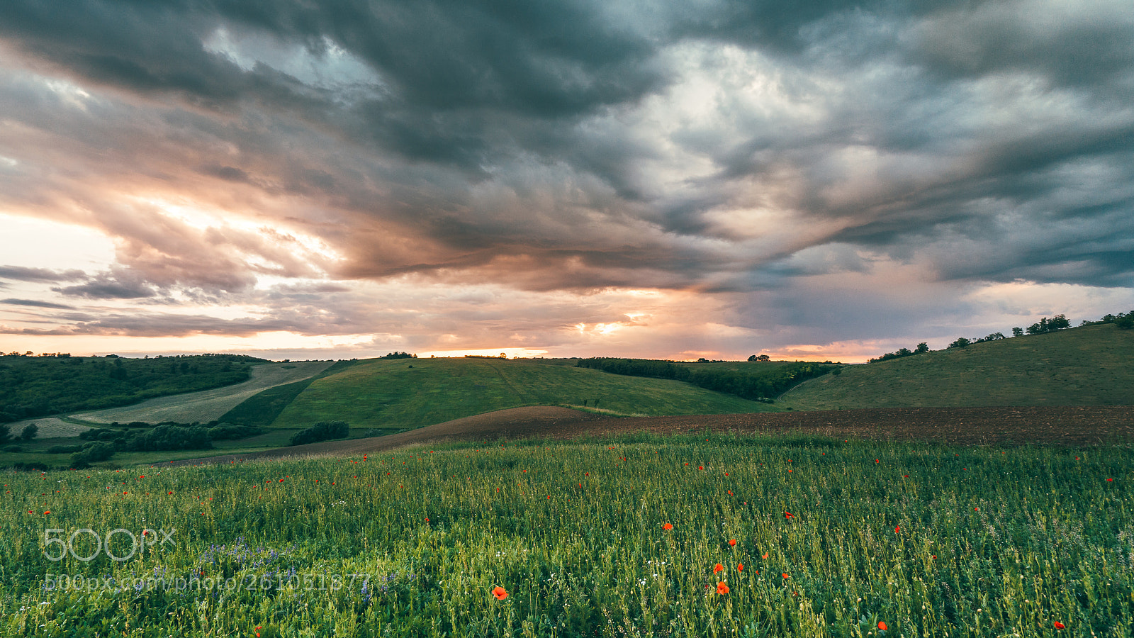 Sony a7 II sample photo. Poppy field between storm photography