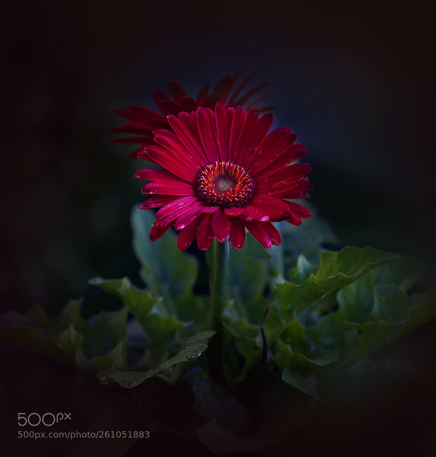 Canon EOS 5D Mark II sample photo. Img photography