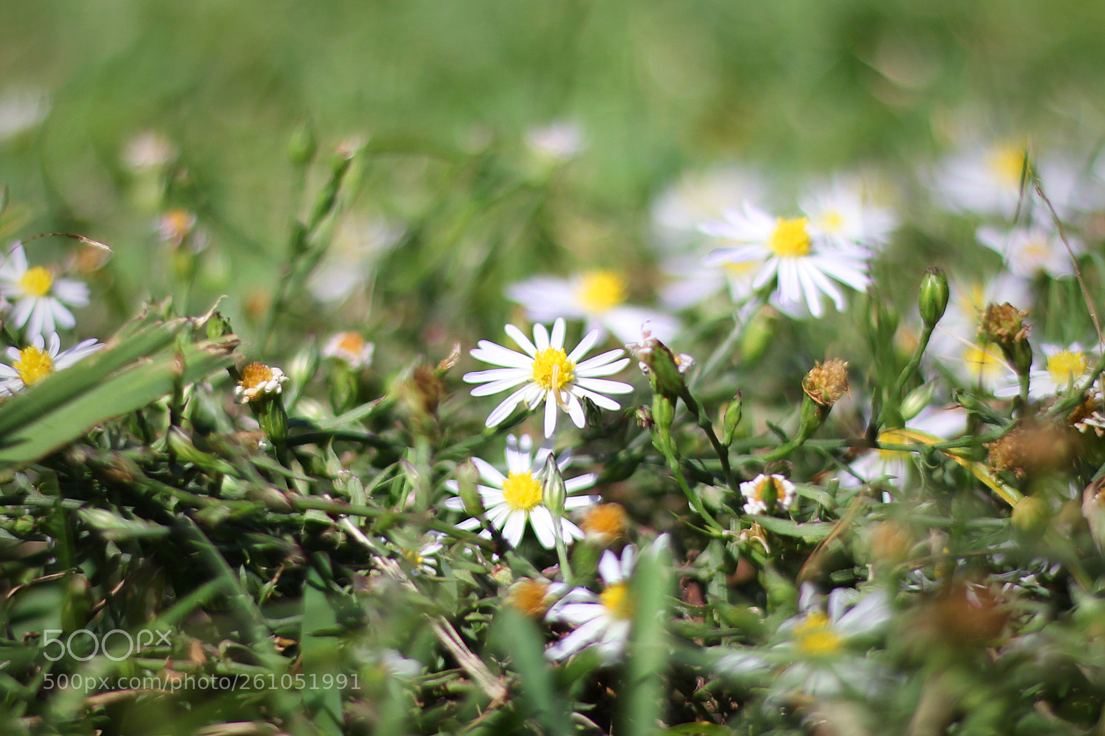 Canon EOS 700D (EOS Rebel T5i / EOS Kiss X7i) sample photo. Hello world, it's blossom photography