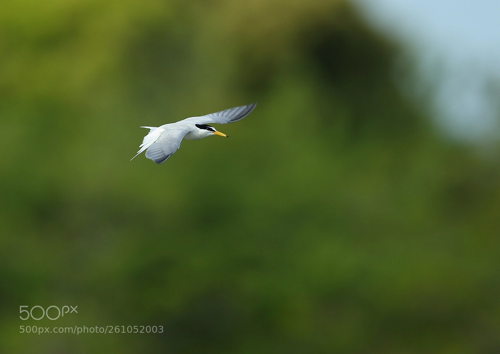 Canon EOS-1D X sample photo. コアジサシ little turn photography