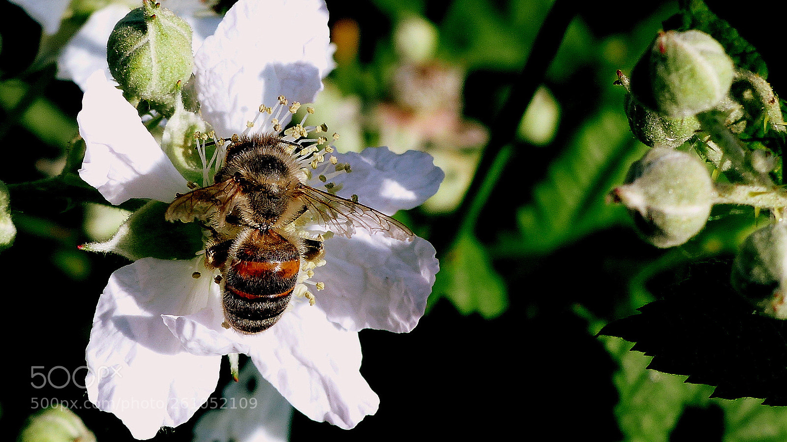 Panasonic Lumix DMC-FZ200 sample photo. Bee. photography