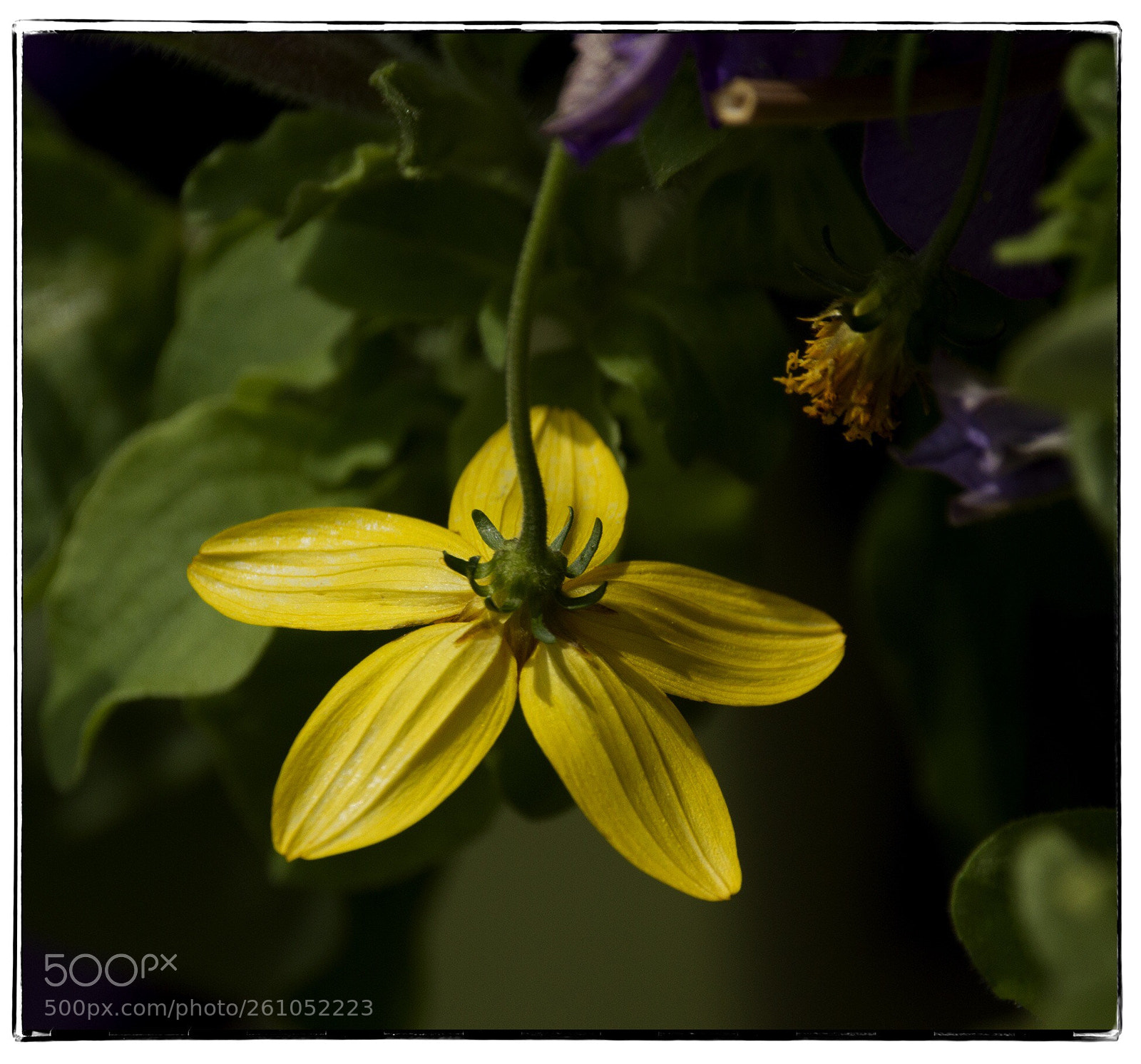 Canon EOS 7D sample photo. Behind the yellow flower. photography