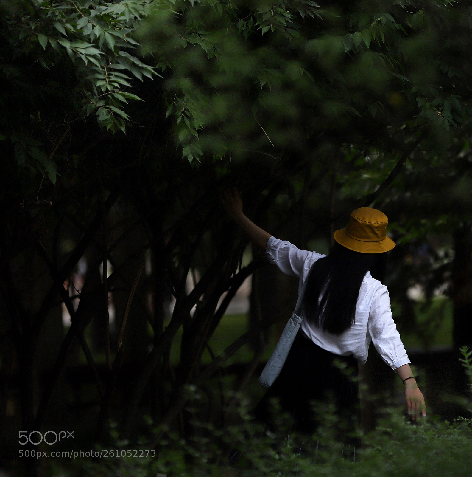 Canon EOS 6D Mark II sample photo. 一丛黄昏留伊人 photography