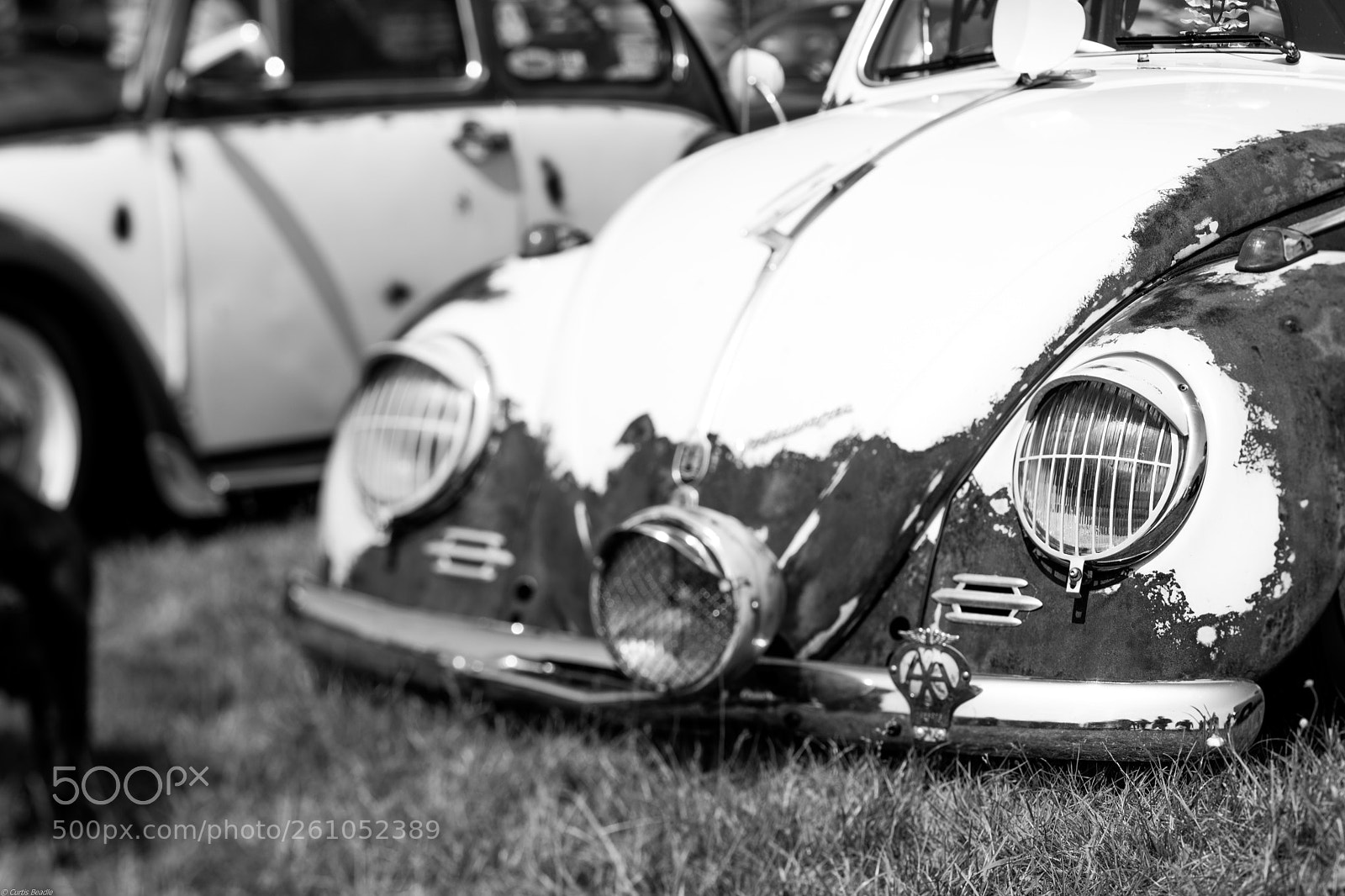 Canon EOS 5DS R sample photo. Beetle photography