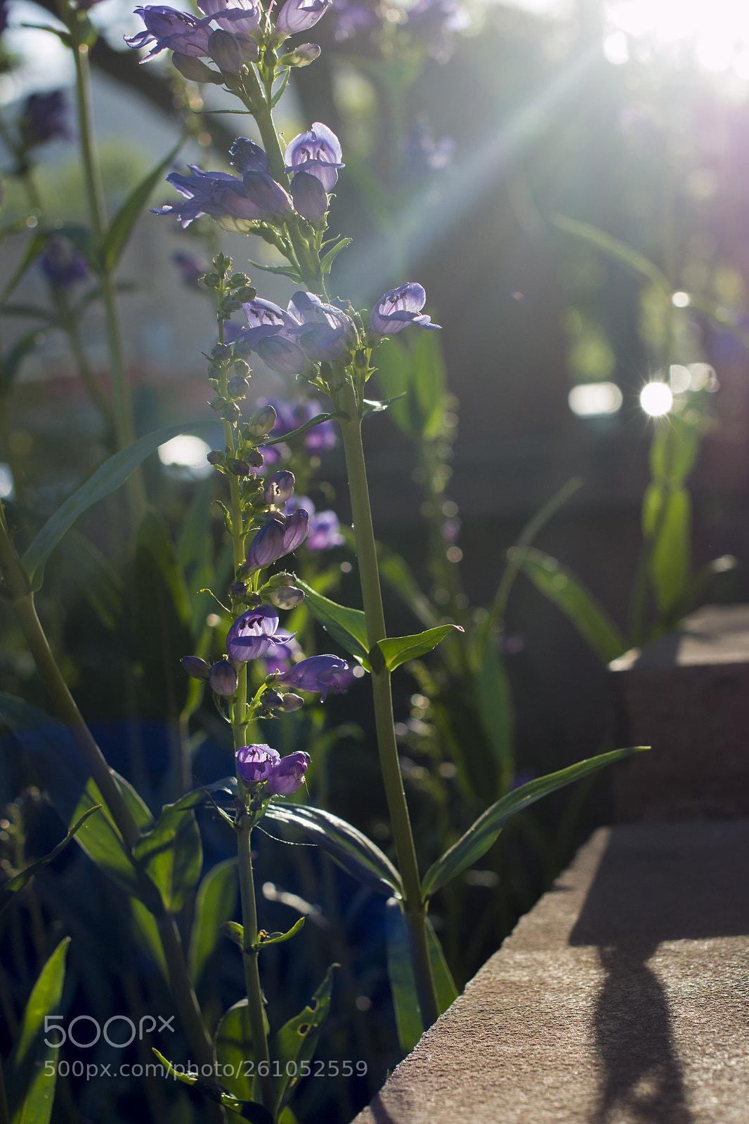 Canon EOS 70D sample photo. None photography