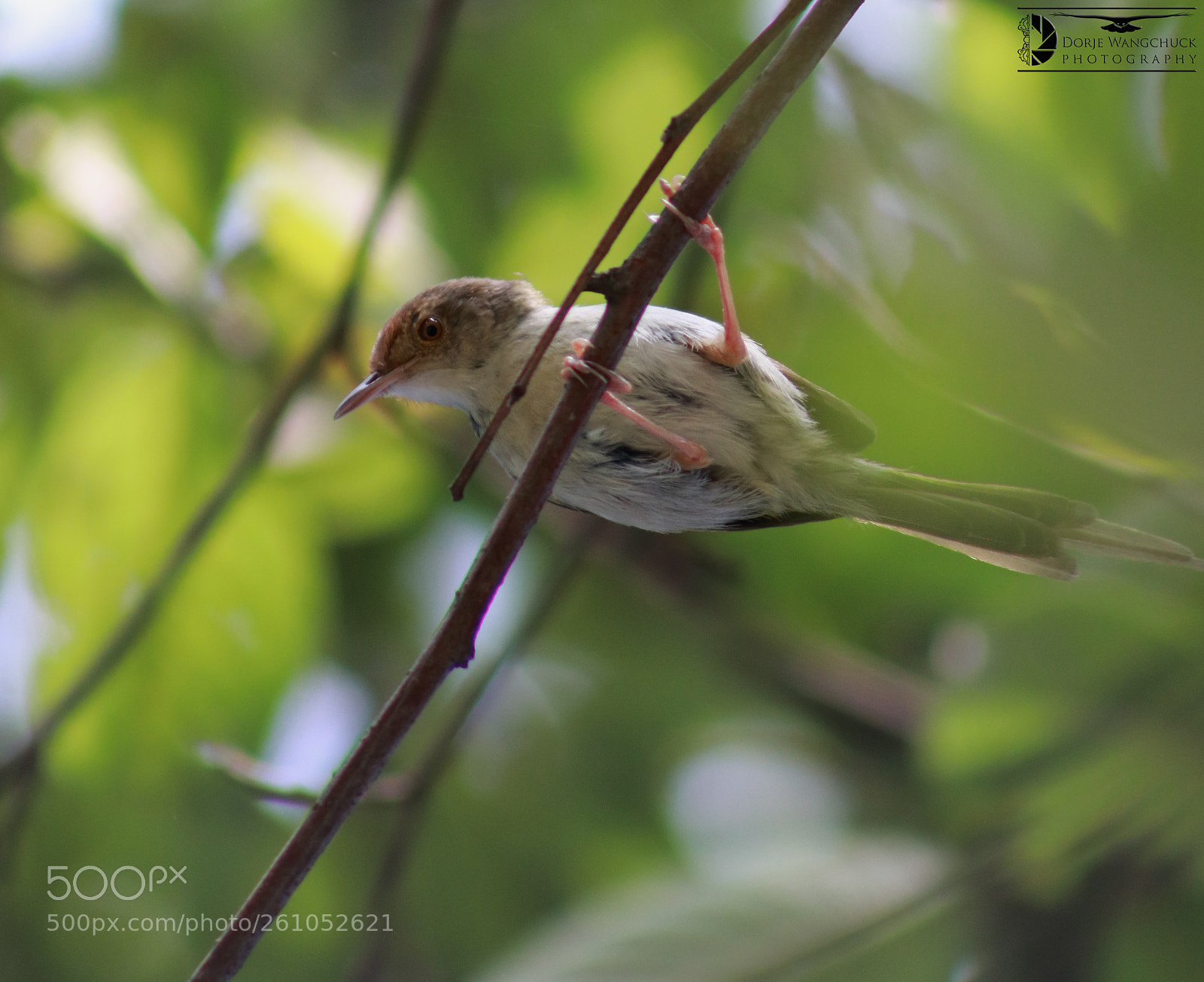 Canon EOS 80D sample photo. Zenith is the bird. photography