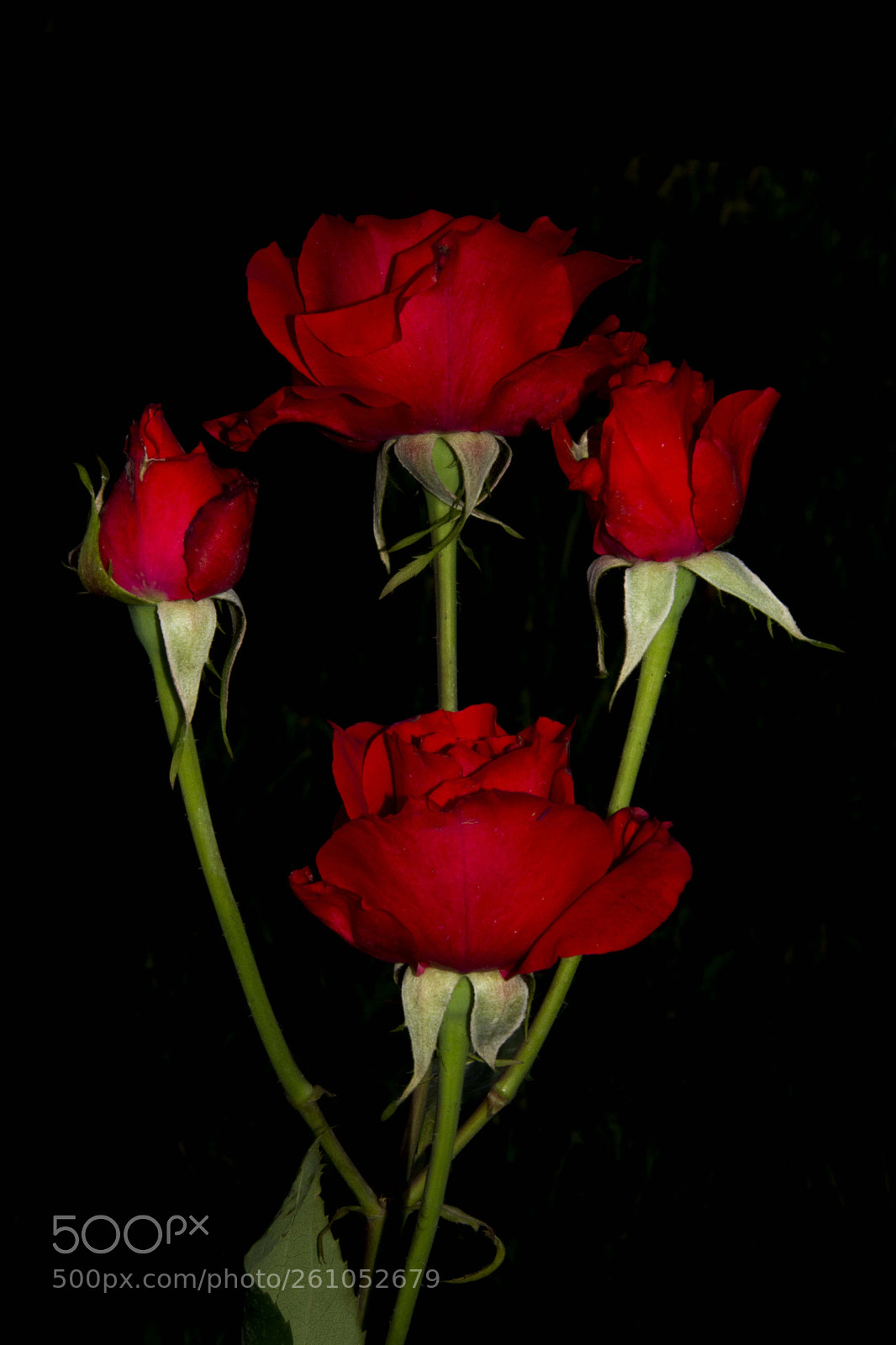 Nikon D7100 sample photo. Rose! photography