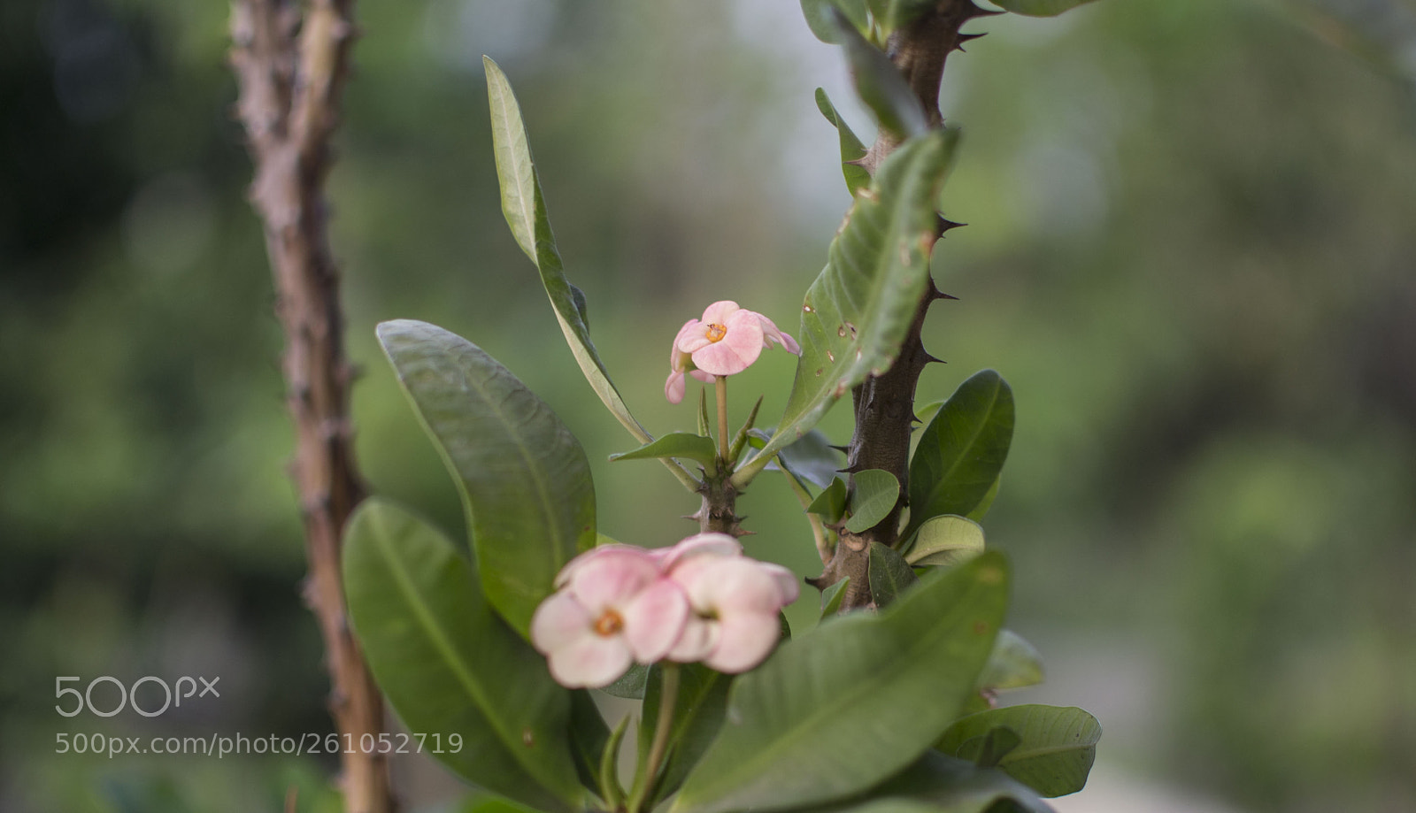 Nikon D3100 sample photo. Corona de cristo- flor photography
