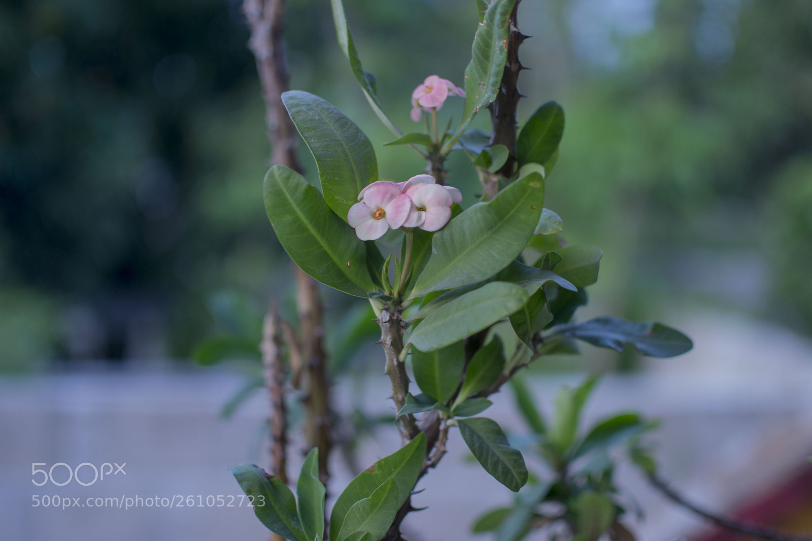 Nikon D3100 sample photo. Corona de cristo- flor photography