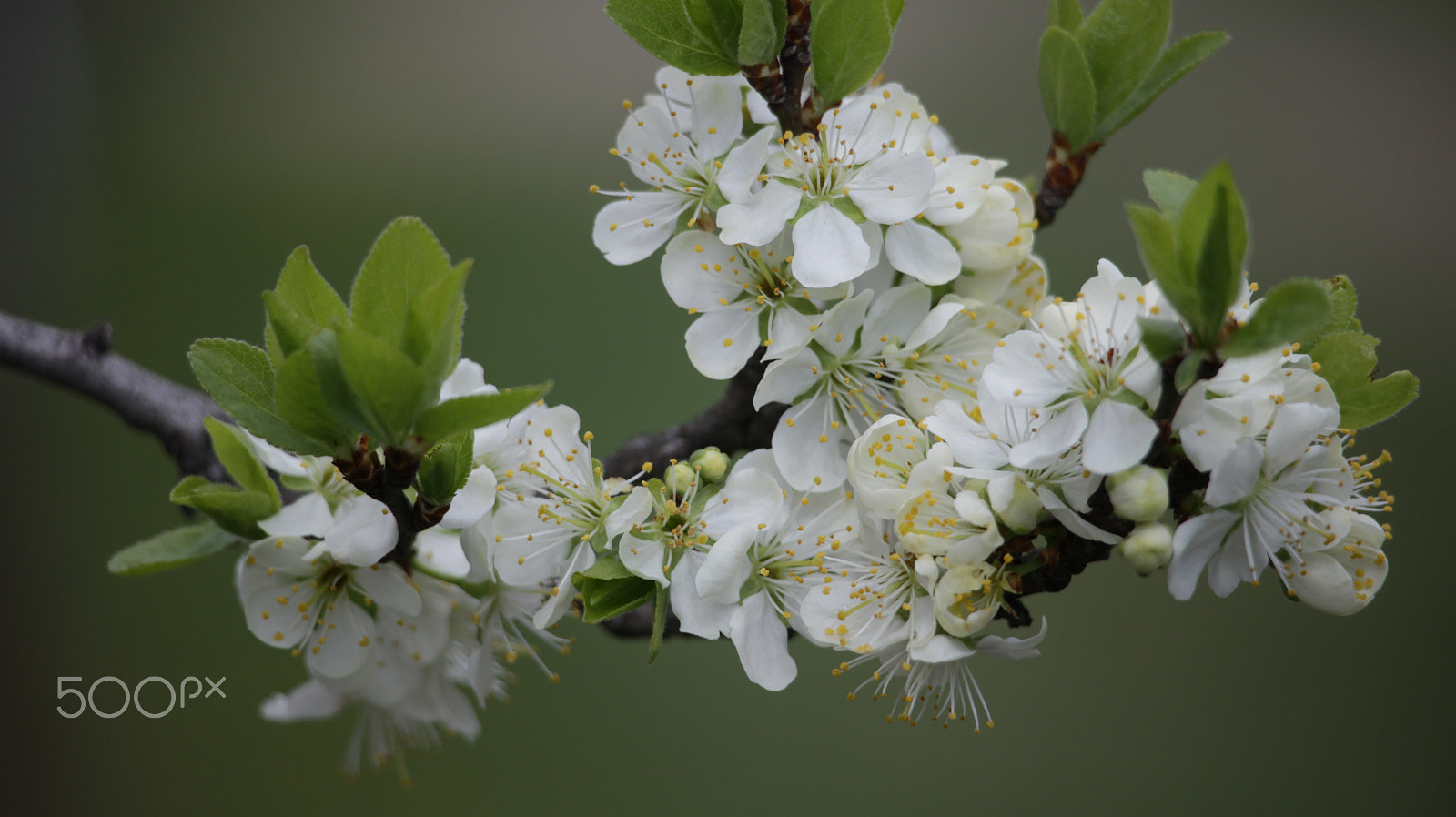 Canon EF-S 55-250mm F4-5.6 IS STM sample photo. New light photography