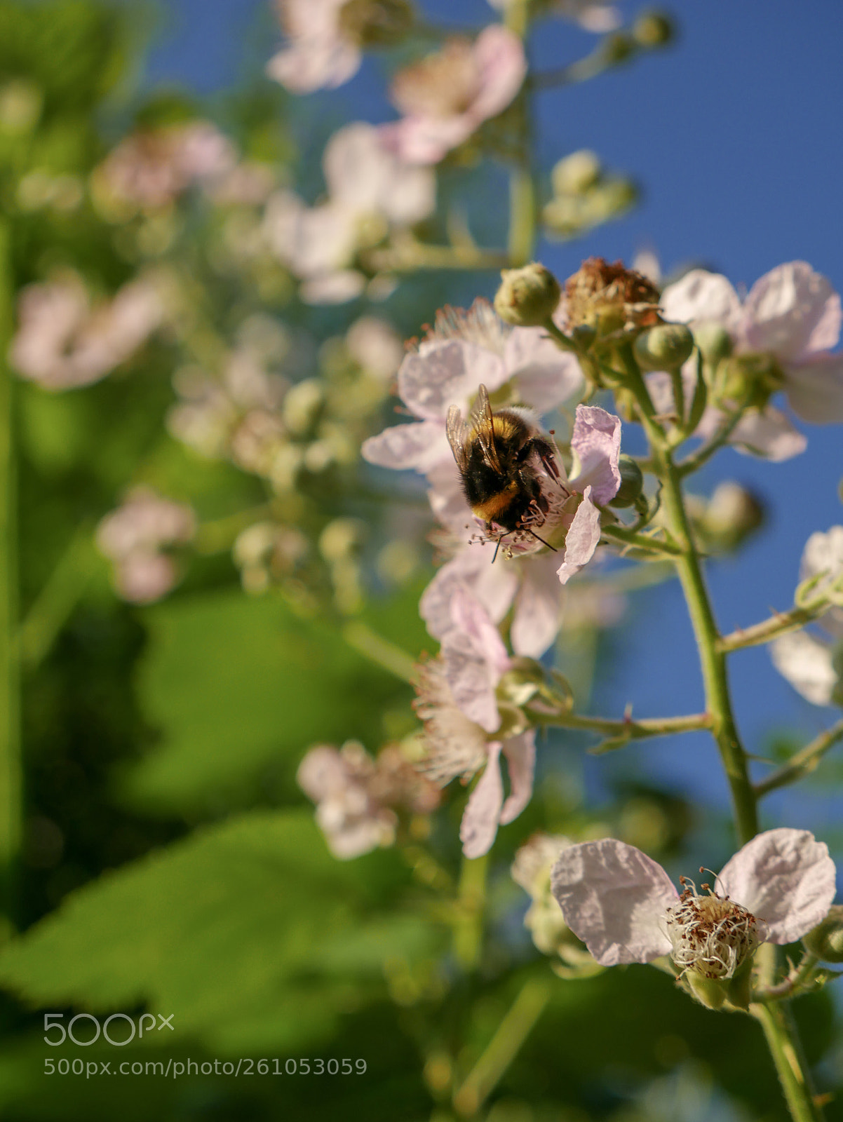 Panasonic DMC-G70 sample photo. Biene photography