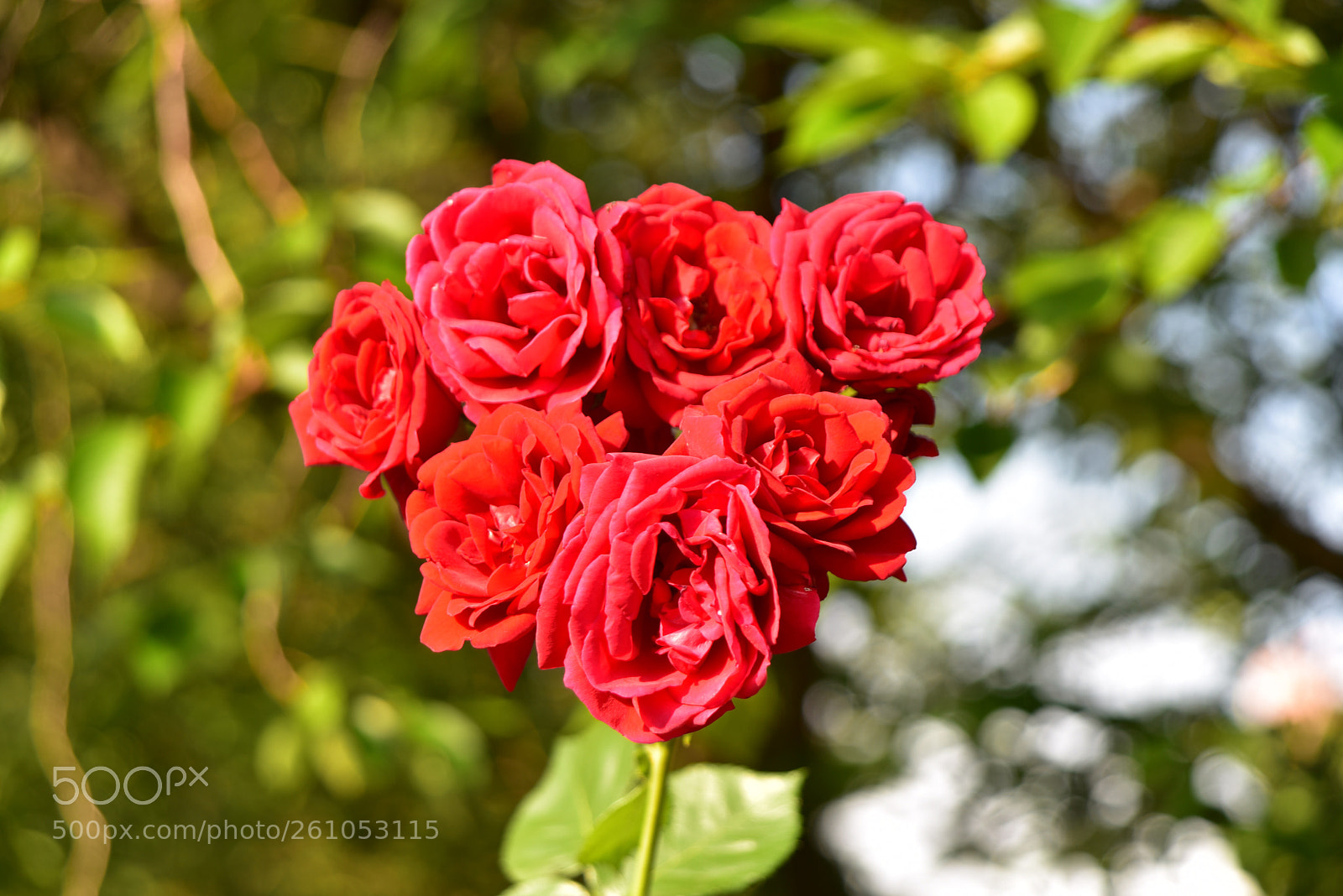 Nikon D750 sample photo. Untitled photography