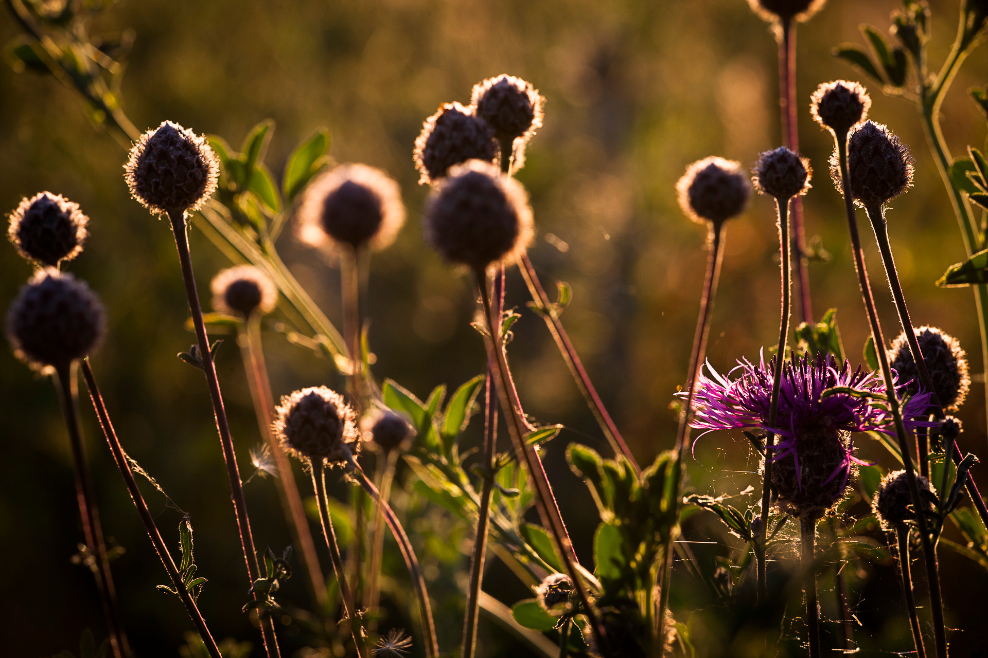 Canon EOS-1Ds Mark III sample photo. Thistle in sunset photography
