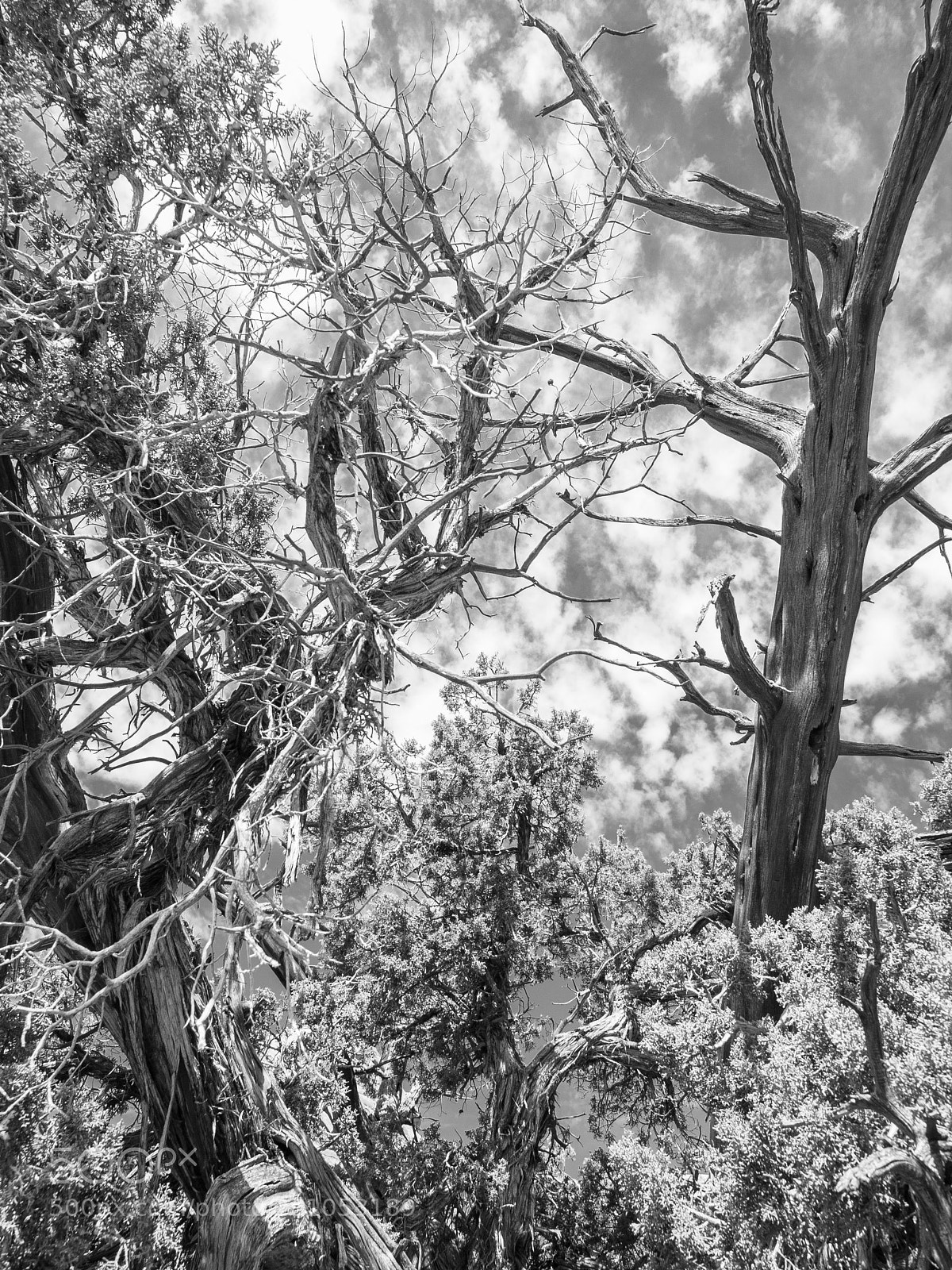Olympus E-3 sample photo. Juniper photography