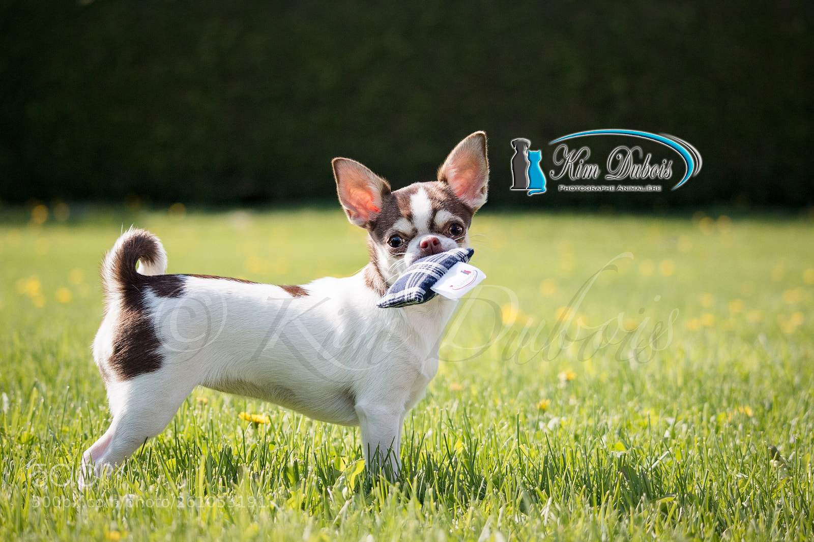 Canon EOS 70D sample photo. Chihuahua test photography
