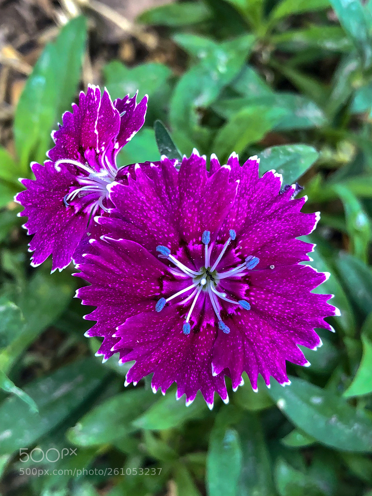 Apple iPhone X sample photo. Morning photography