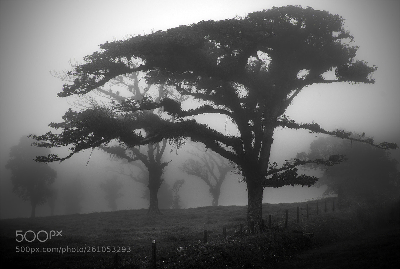 Nikon D750 sample photo. Fog photography