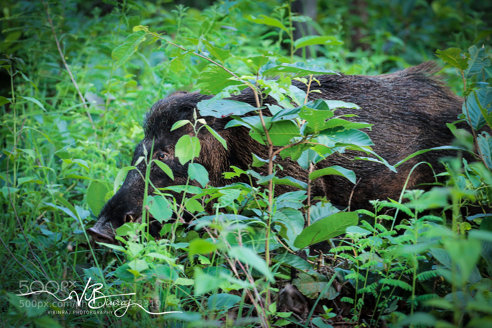 Canon EOS 80D sample photo. Vibinraj photography photography