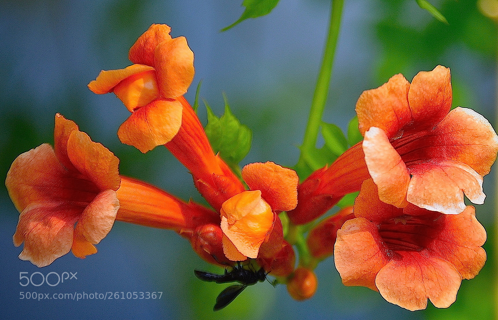 Nikon D5100 sample photo. Trumpet vine photography
