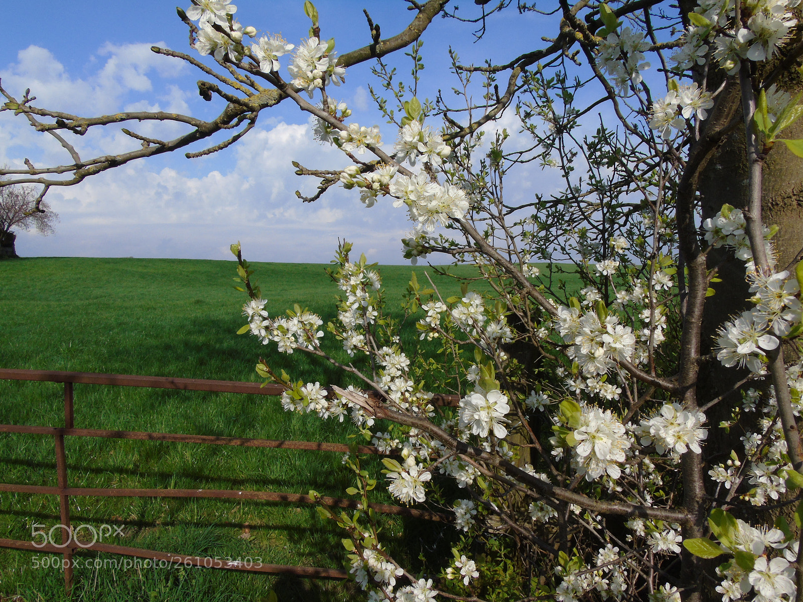 Sony Cyber-shot DSC-H400 sample photo. White blossom, green field photography