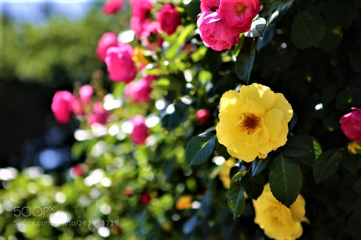 Canon EOS 6D sample photo. Untitled photography