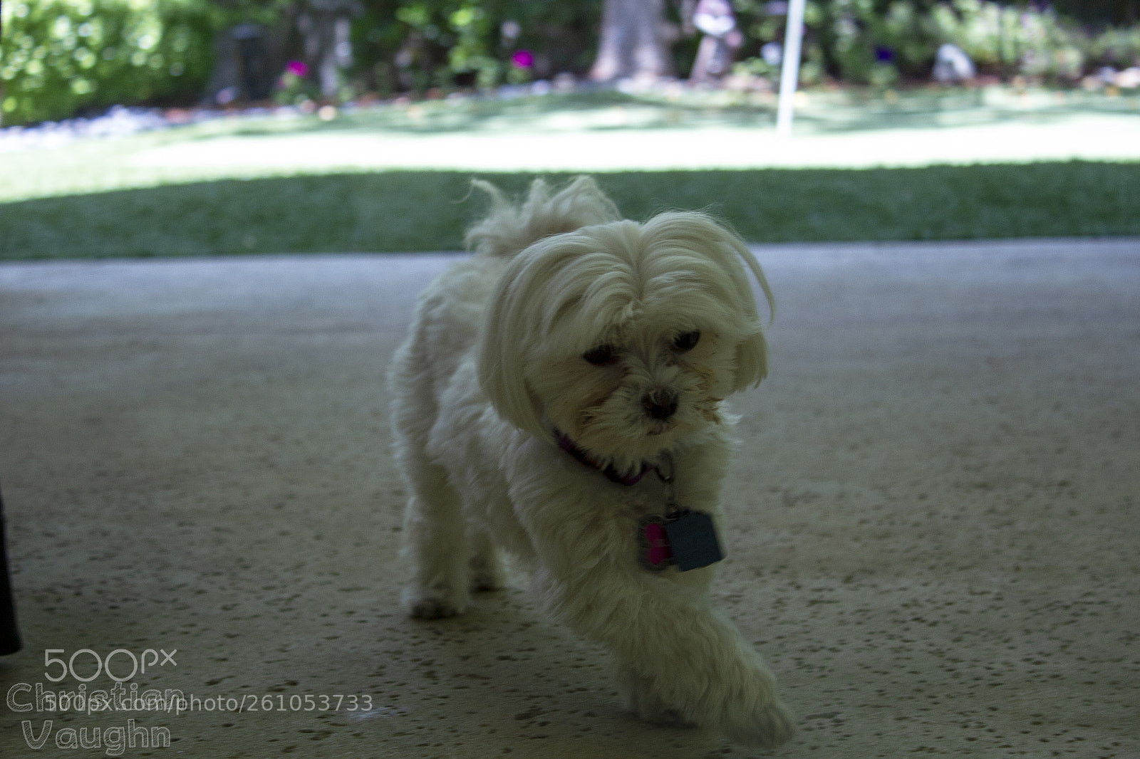 Canon EOS 550D (EOS Rebel T2i / EOS Kiss X4) sample photo. Doggo on a mission photography