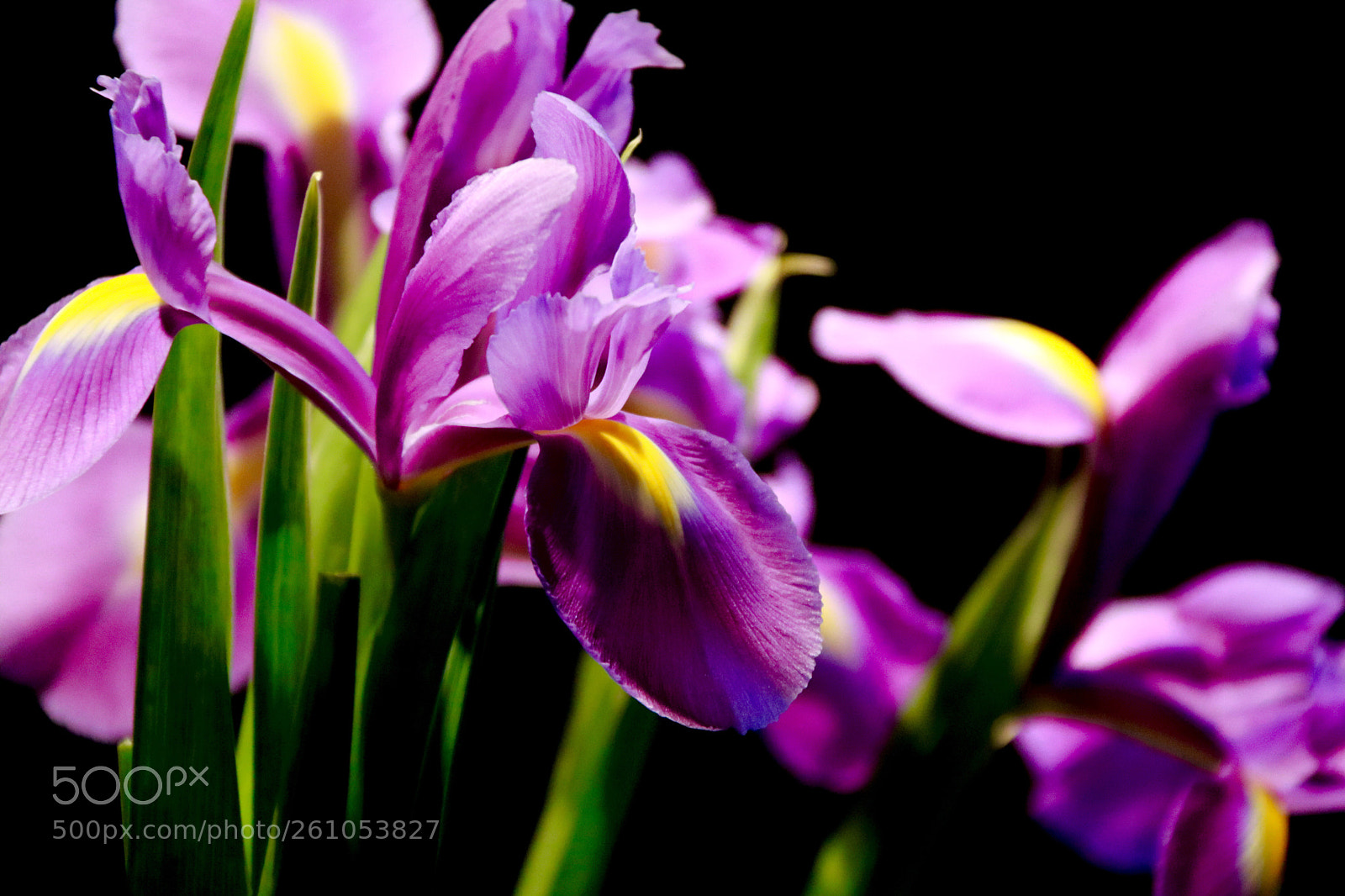 Canon EOS 750D (EOS Rebel T6i / EOS Kiss X8i) sample photo. Iris photography