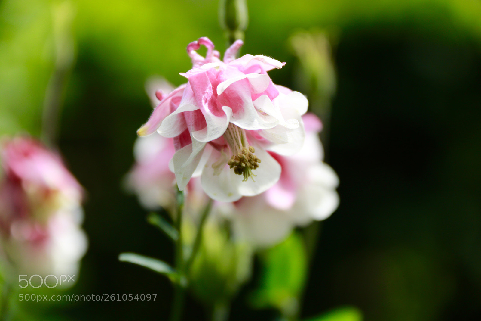 Canon EOS 750D (EOS Rebel T6i / EOS Kiss X8i) sample photo. Akelei photography