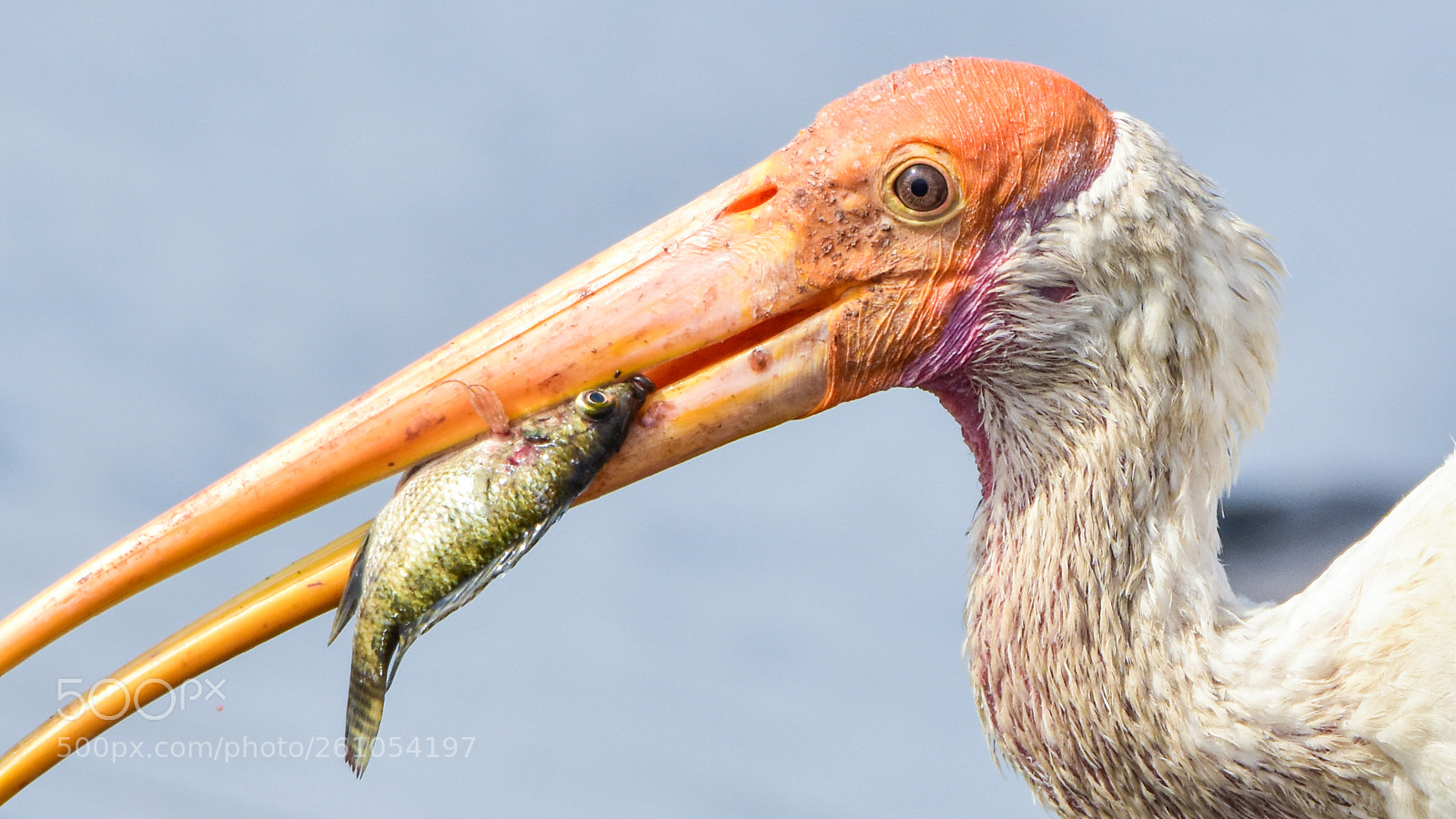 Nikon D7200 sample photo. Painted stork with a photography