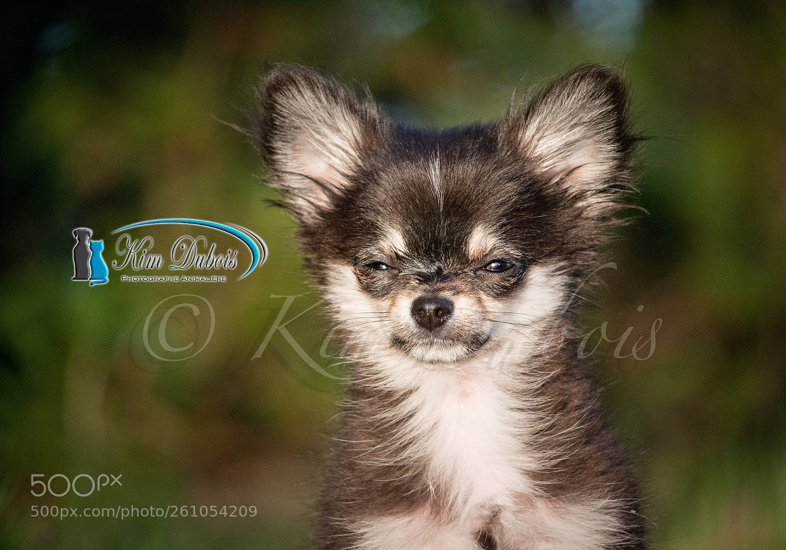 Canon EOS 70D sample photo. Chihuahua blooper photography