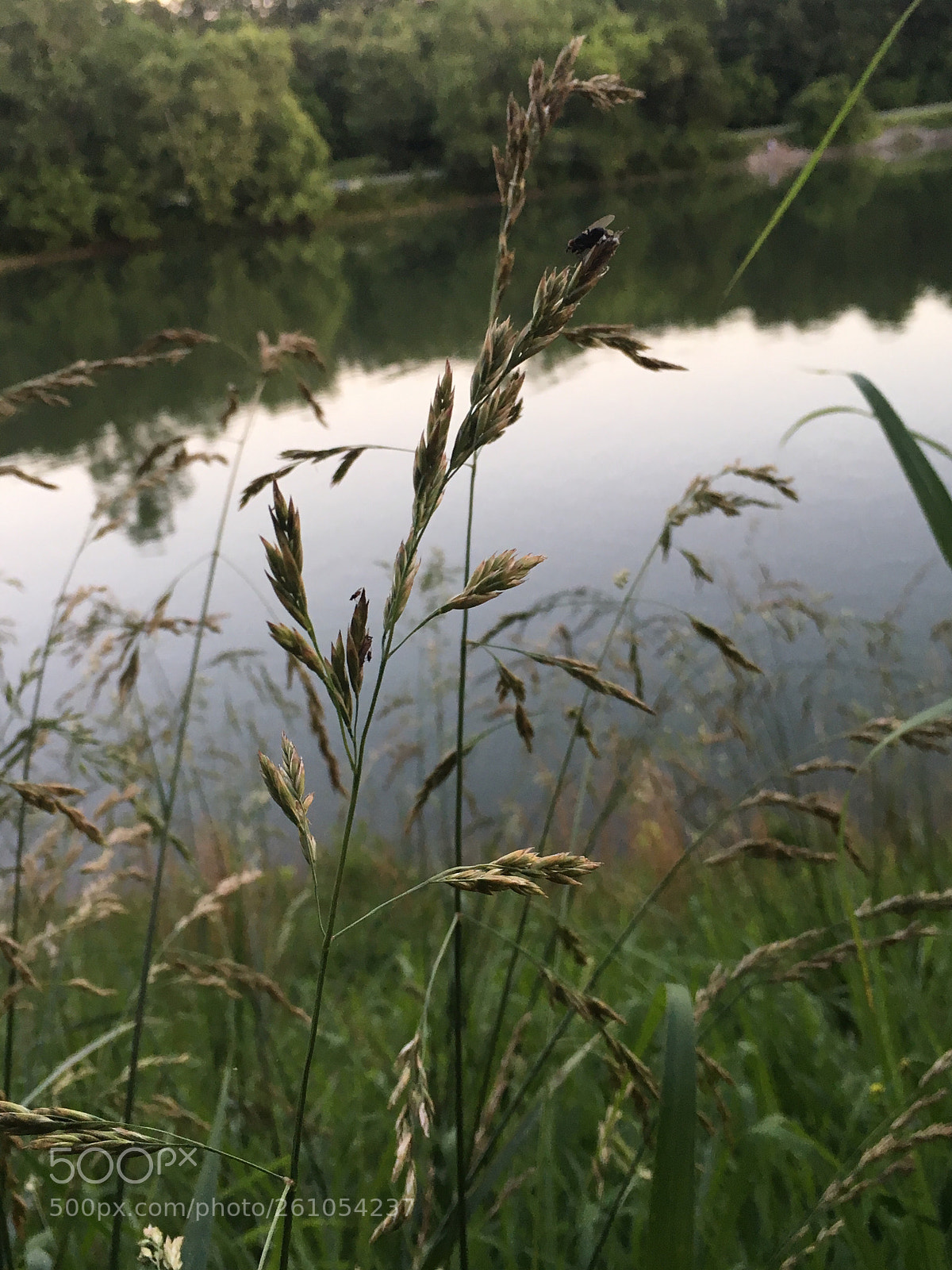 Apple iPhone 6s sample photo. Evening at the lake photography