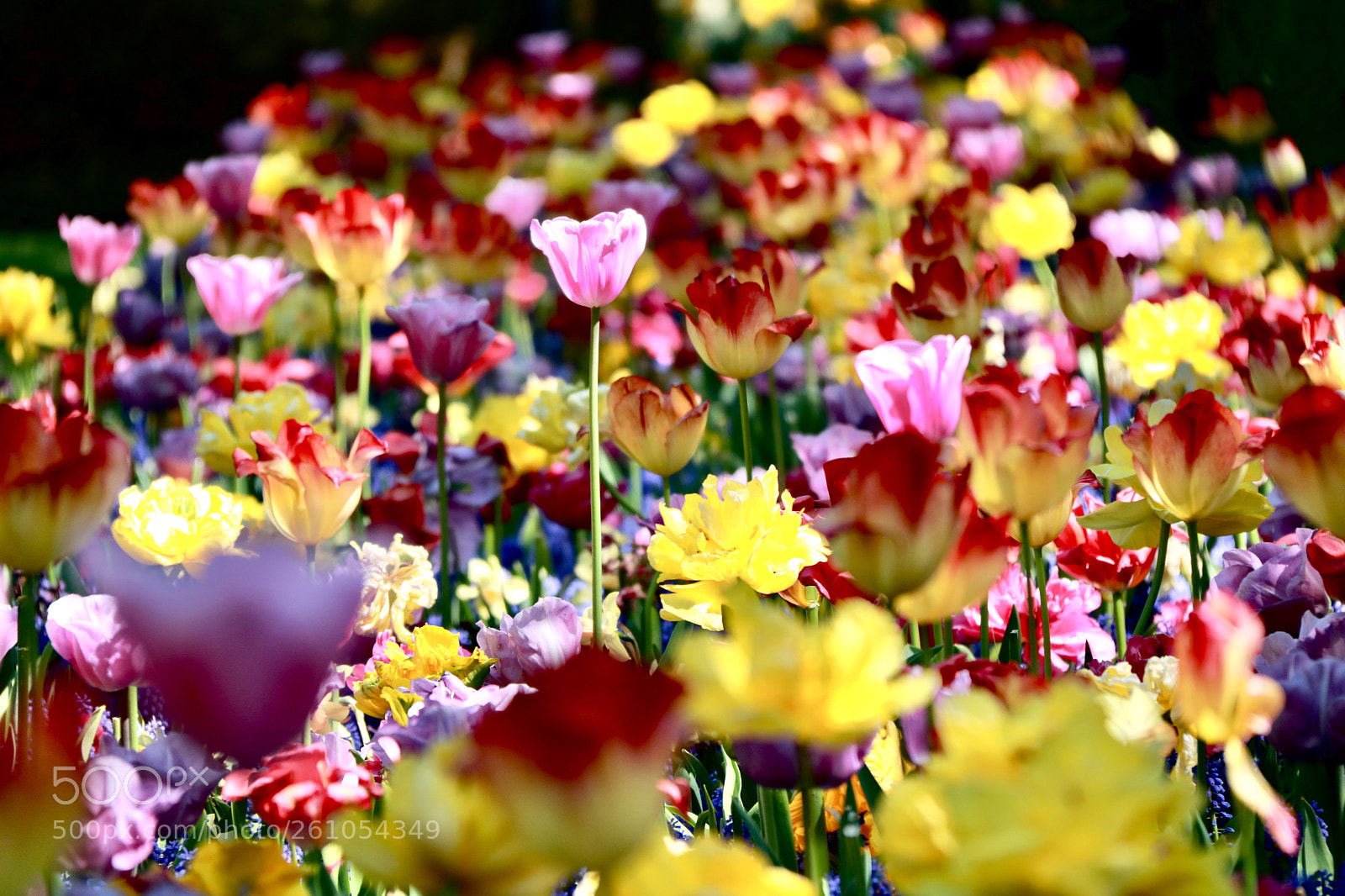 Canon EOS 750D (EOS Rebel T6i / EOS Kiss X8i) sample photo. More tulips! photography