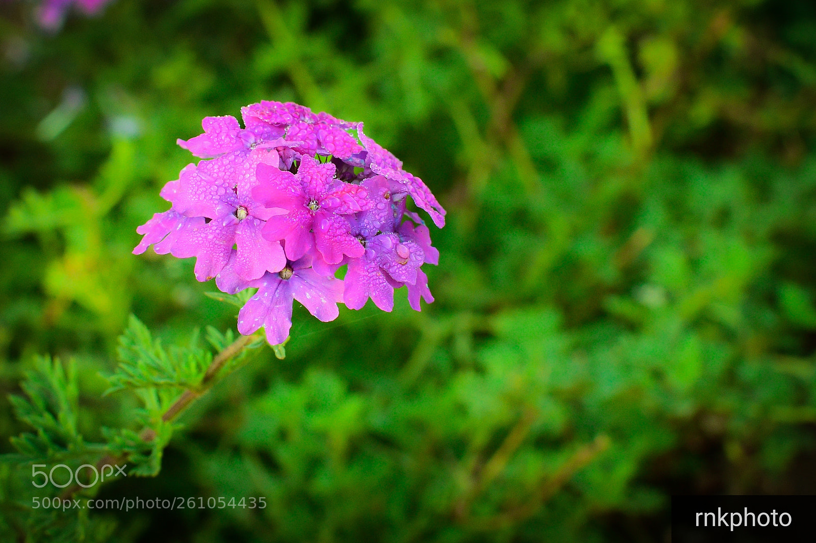 Nikon D500 sample photo. Flowergasm... photography