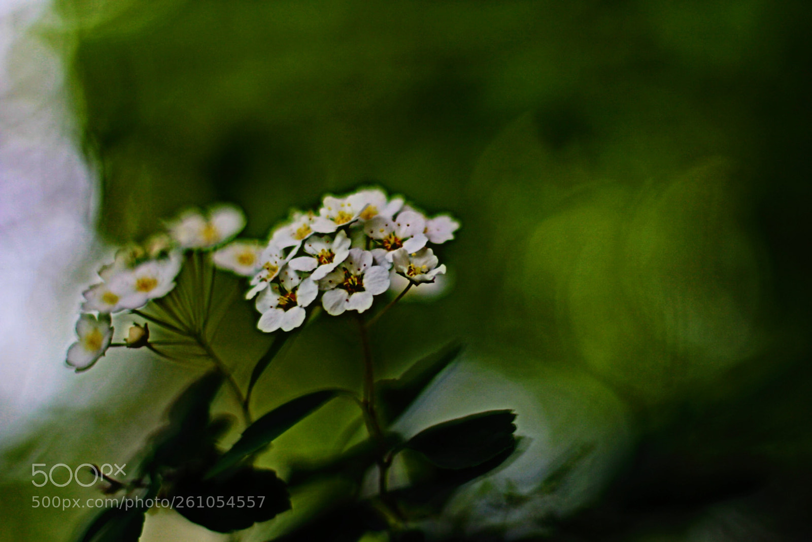 Canon EOS 100D (EOS Rebel SL1 / EOS Kiss X7) sample photo. Fragile photography