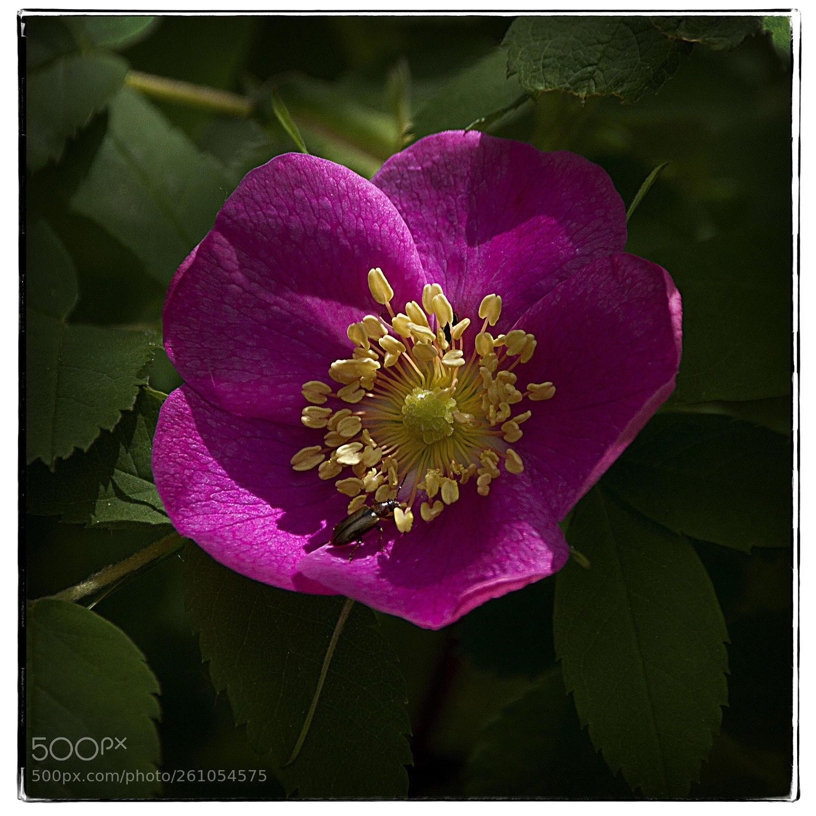 Canon EOS 7D sample photo. Wild rose and insect. photography