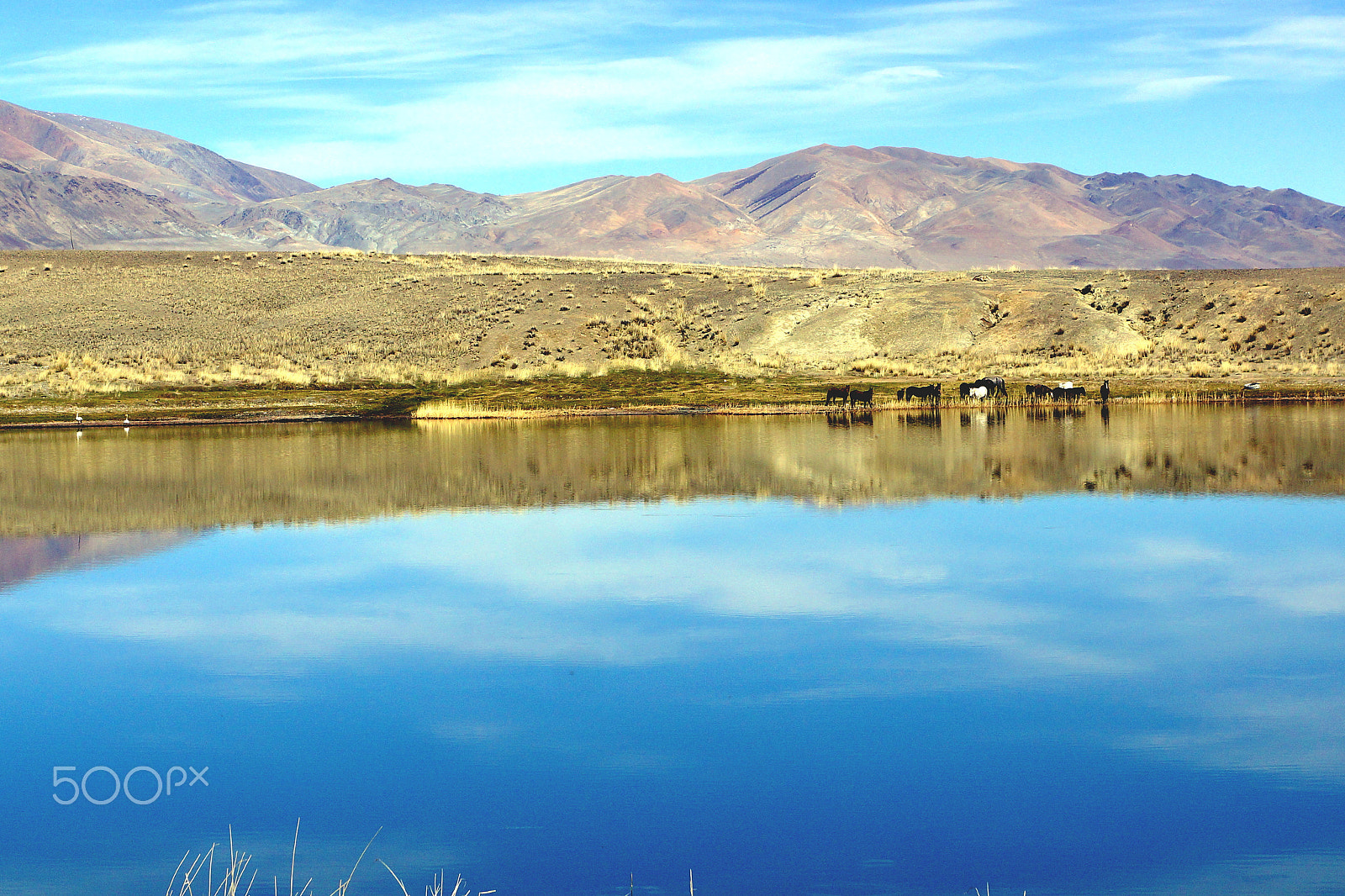 Sony SLT-A77 sample photo. Altai lake and horses photography