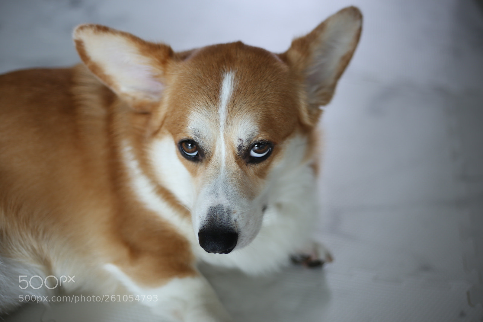 Canon EOS 6D + Canon EF 50mm F1.8 STM sample photo. Untitled photography