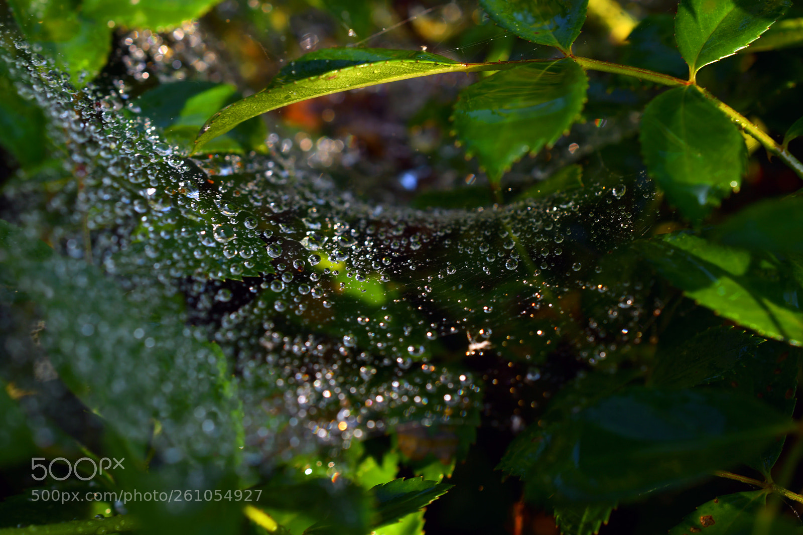 Nikon D500 sample photo. ...gefangen... photography