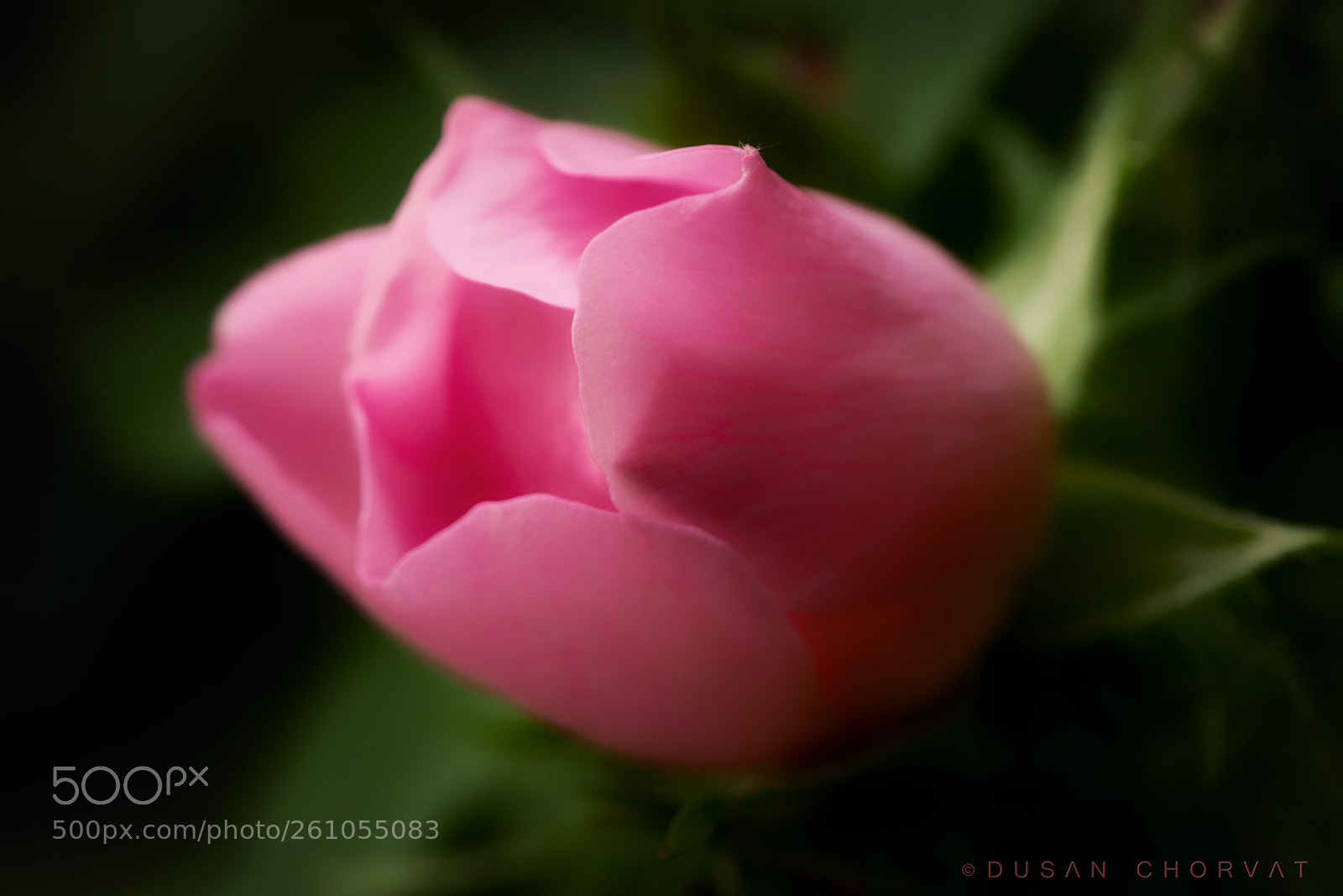 Canon EOS 6D sample photo. Wild rose ii photography