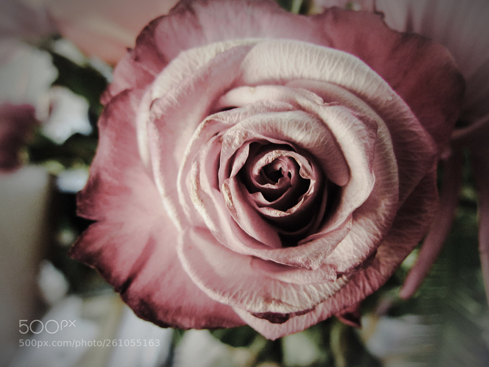 Canon PowerShot SX30 IS sample photo. Paper rose photography