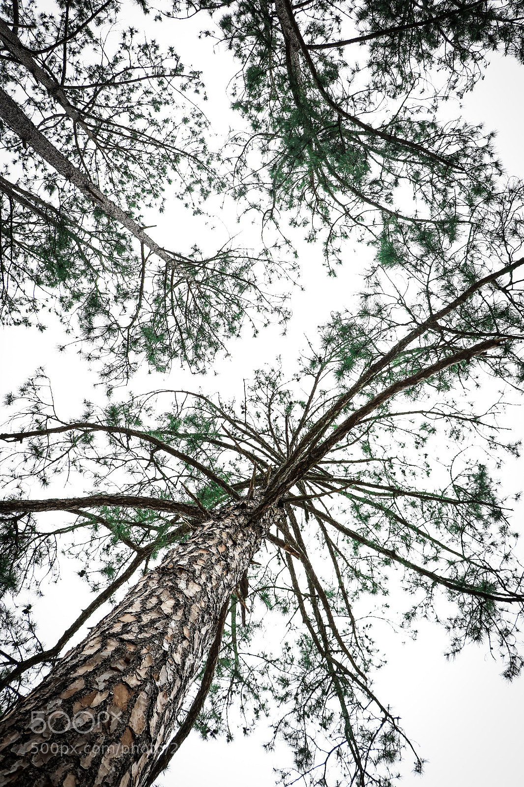 Canon EOS 7D Mark II sample photo. Untitled photography