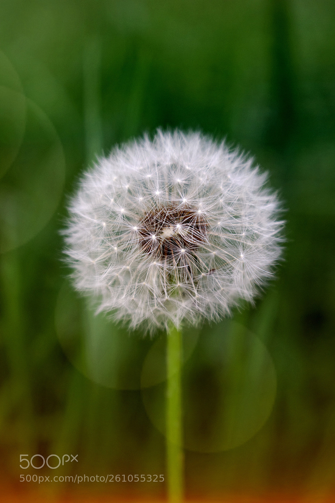 Nikon D5300 sample photo. Gently shining photography