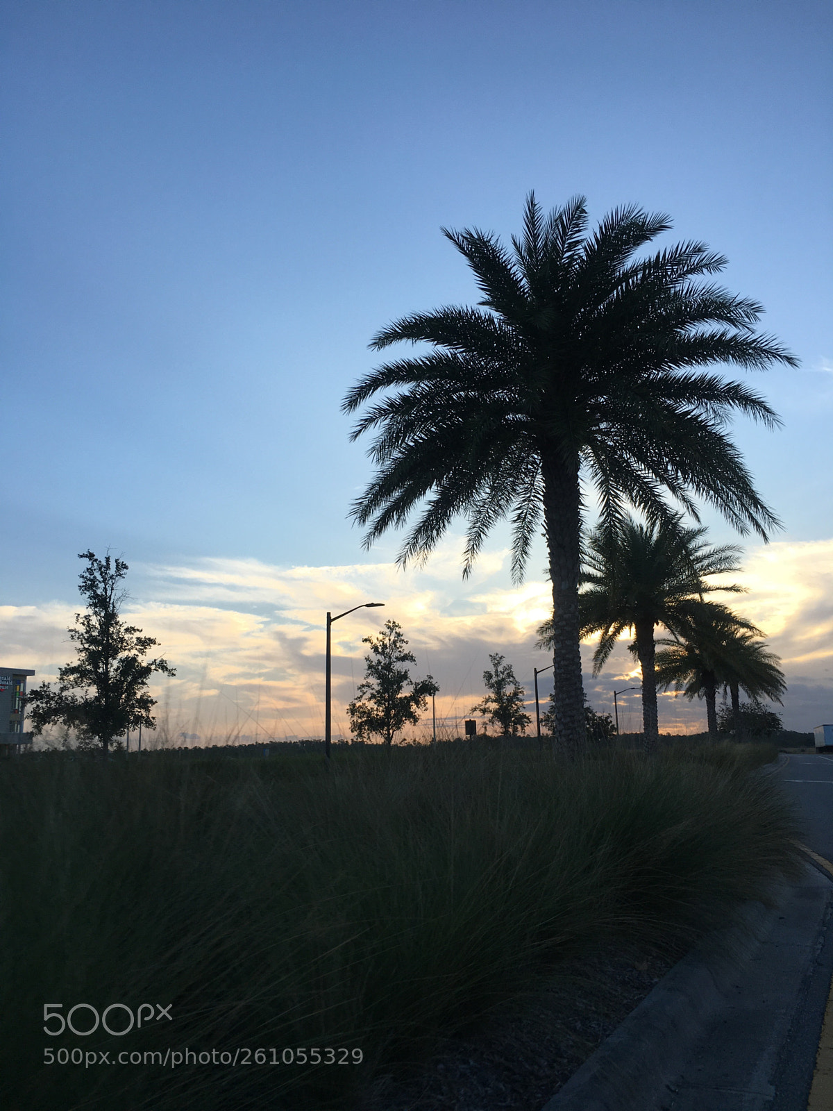 Apple iPhone 6s sample photo. Untitled photography